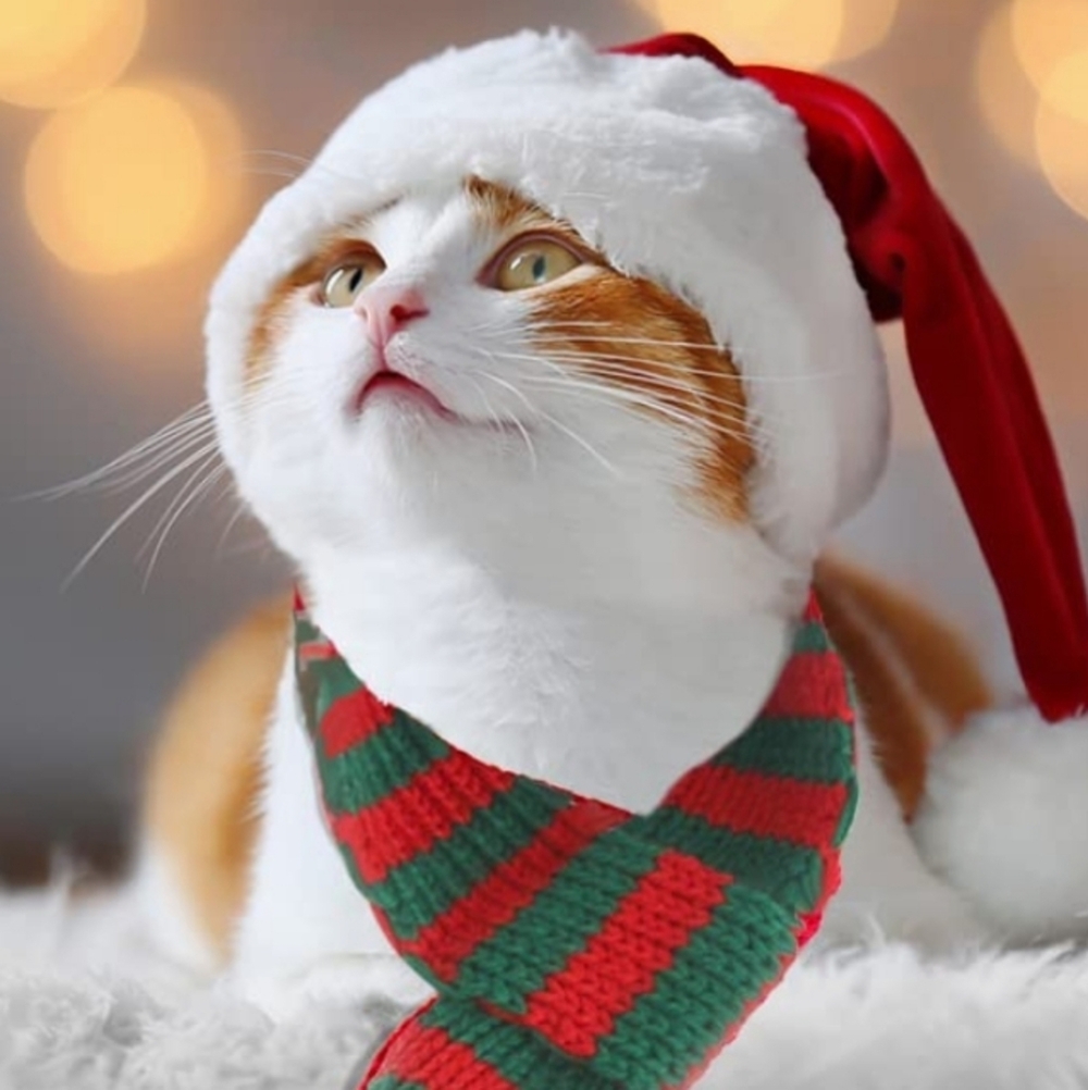 Cat Santa Hat with Red and Green Striped Scarf with a Pom Pom Size S